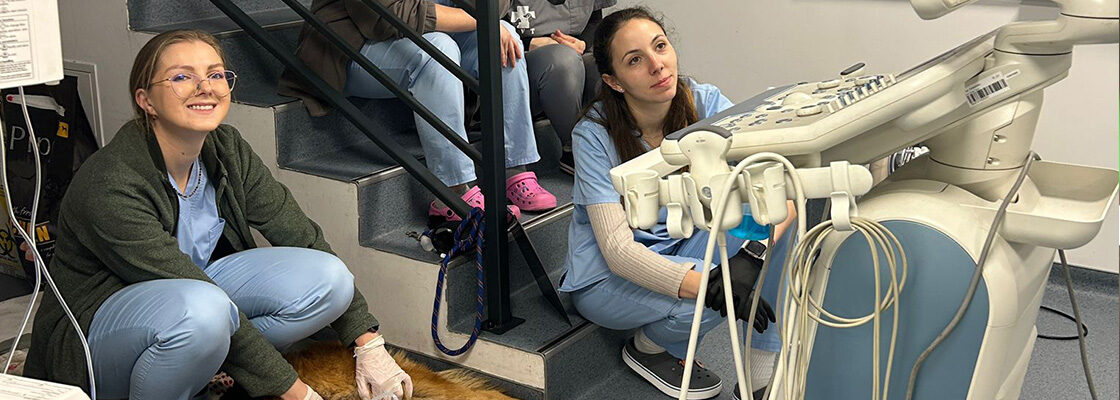 Când trebuie să merg de urgență la medicul veterinar? Ghid complet pentru urgențe veterinare