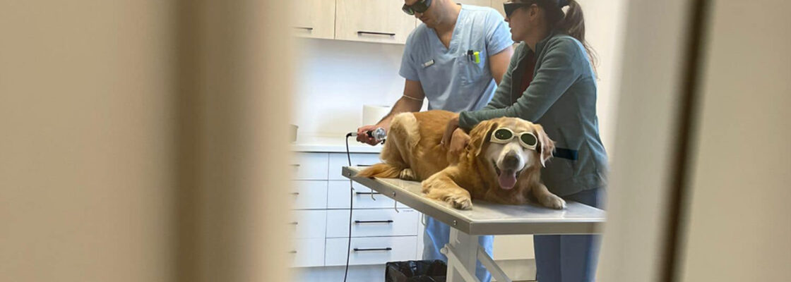 Terapia Laser – tratament blând, modern și eficient pentru animalele de companie