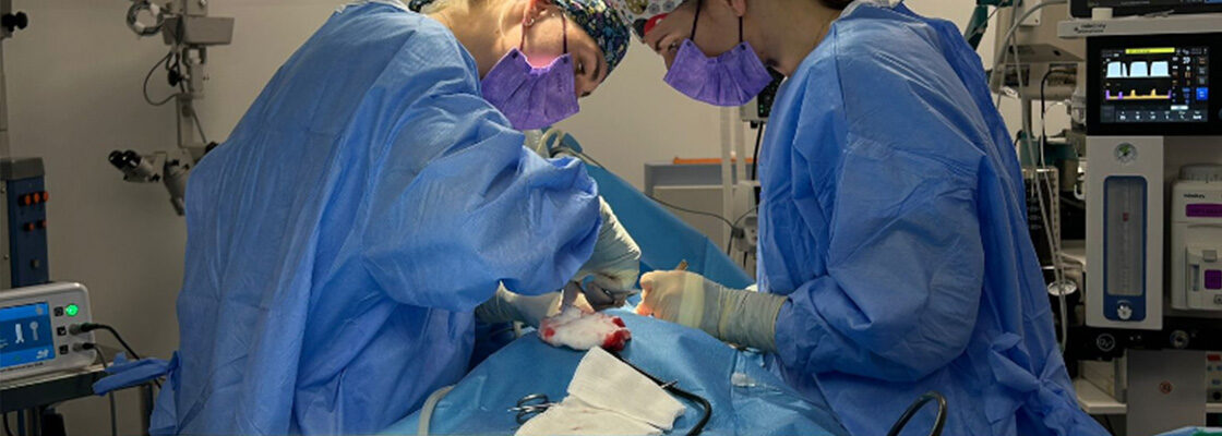 Hernia de disc la câini : o problemă mai frecventă decât crezi!