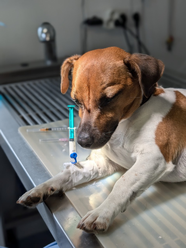 Câine Jack Russell cu cateter și seringă la picior, înainte de inducerea anesteziei