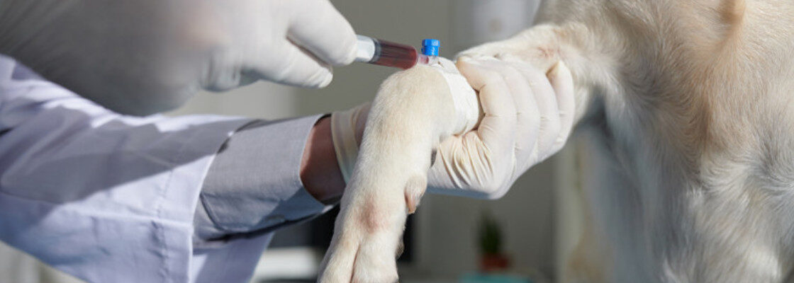 Babesioza la câini: de la diagnostic la recuperare