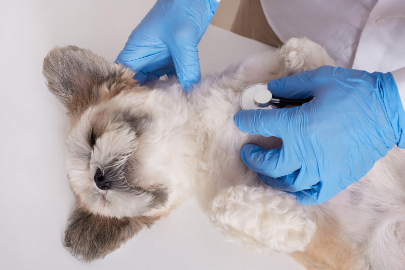 Medic veterinar ausculta cu stetoscopul un câine bichon de talie mică în timpul examenului clinic