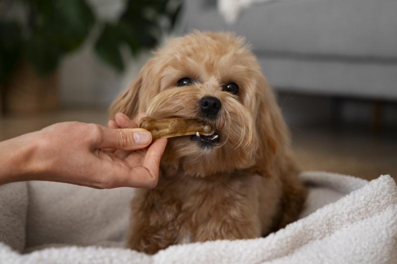 Câine de talie mică rozând un baton dentar masticabil – alternativă sigură la oasele gătite