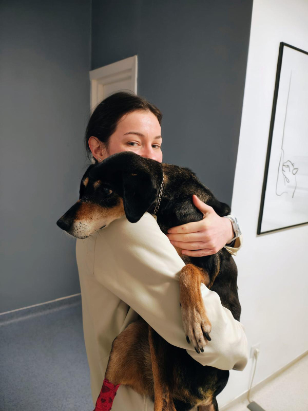 Medic veterinar ținând în brațe un câine senior cu cateter la picior, după recuperarea de GDV
