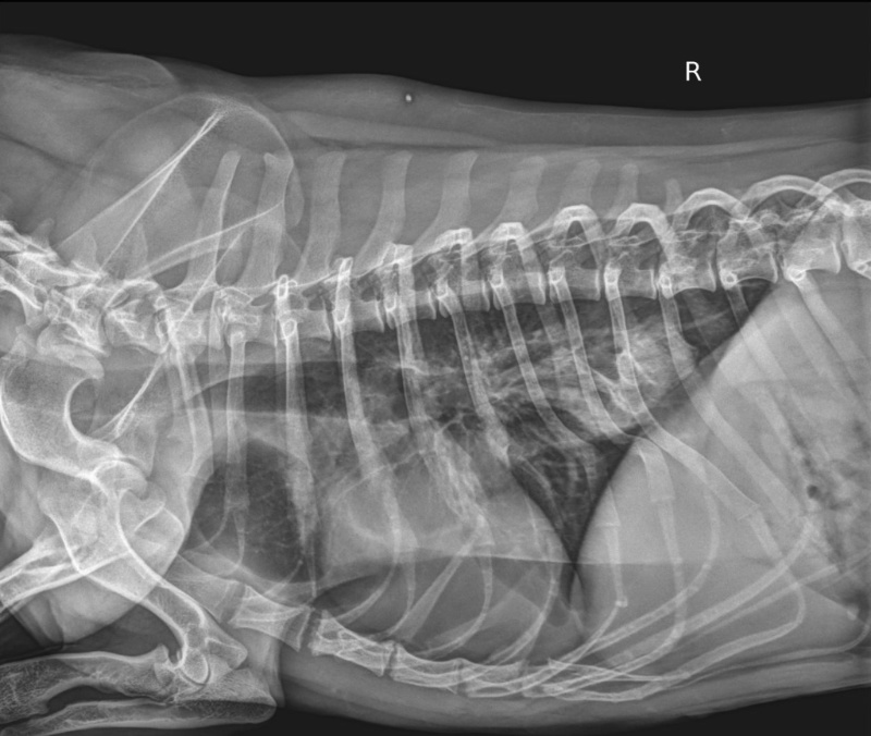 Radiografie laterală toraco-abdominală a unui câine pentru diagnosticul unui corp străin