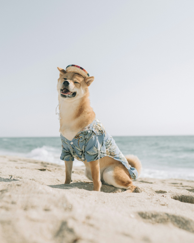 Câine Shiba Inu cu pălărie și cămașă hawaiană stând pe plajă lângă mare, în vacanța de vară
