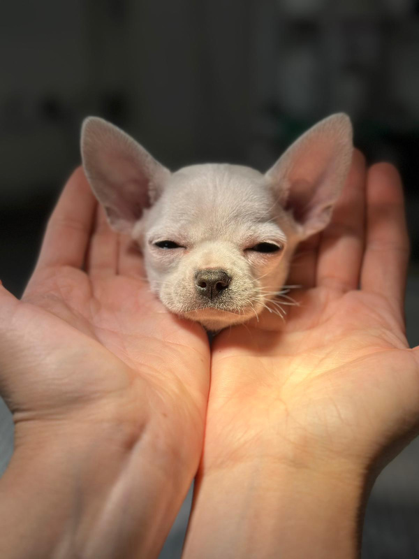 Pui de chihuahua de câteva săptămâni ținut în palme, la prima vizită la veterinar