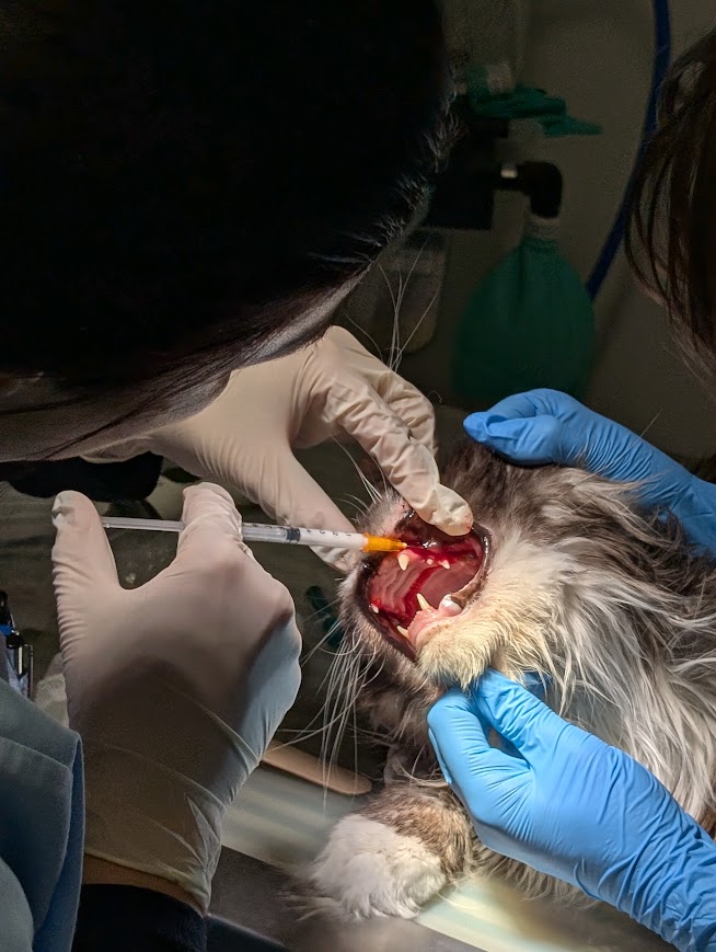 sanatatea dentara la animale