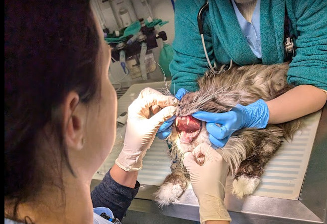 Riscurile unei danturi neîngrijite la animalele de companie