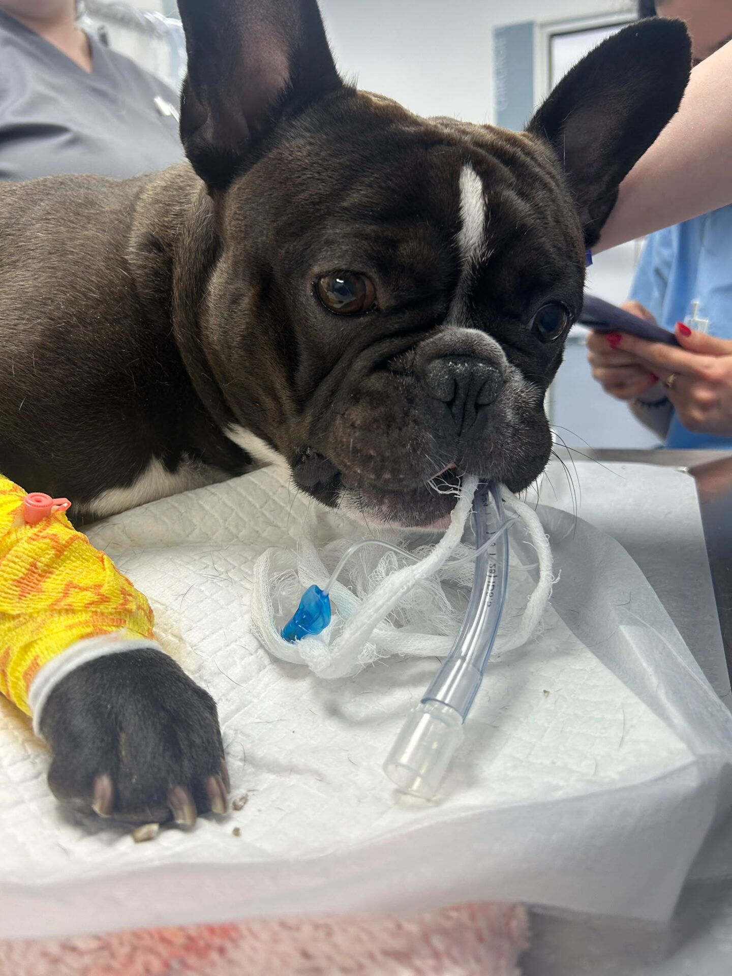 Endoscopia veterinară