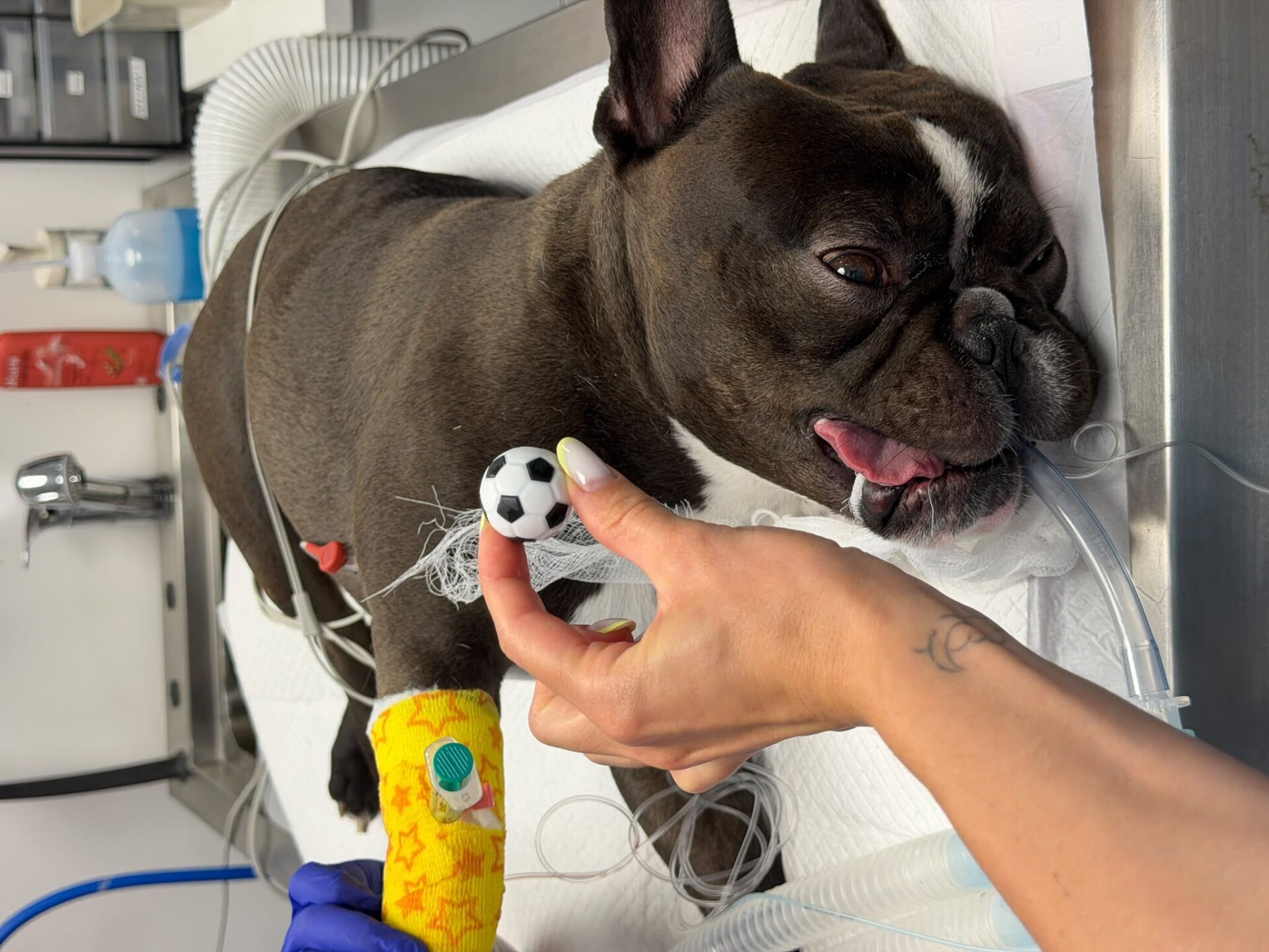 Endoscopia veterinară (Chirurgie fără bisturiu): Cum am extras o minge din stomac