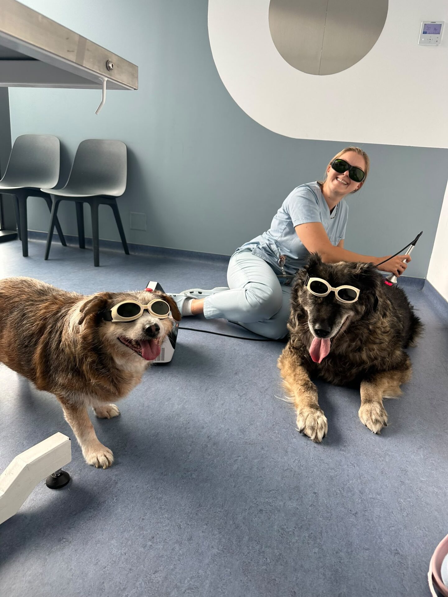 Cât de sigură este terapia laser la câini?