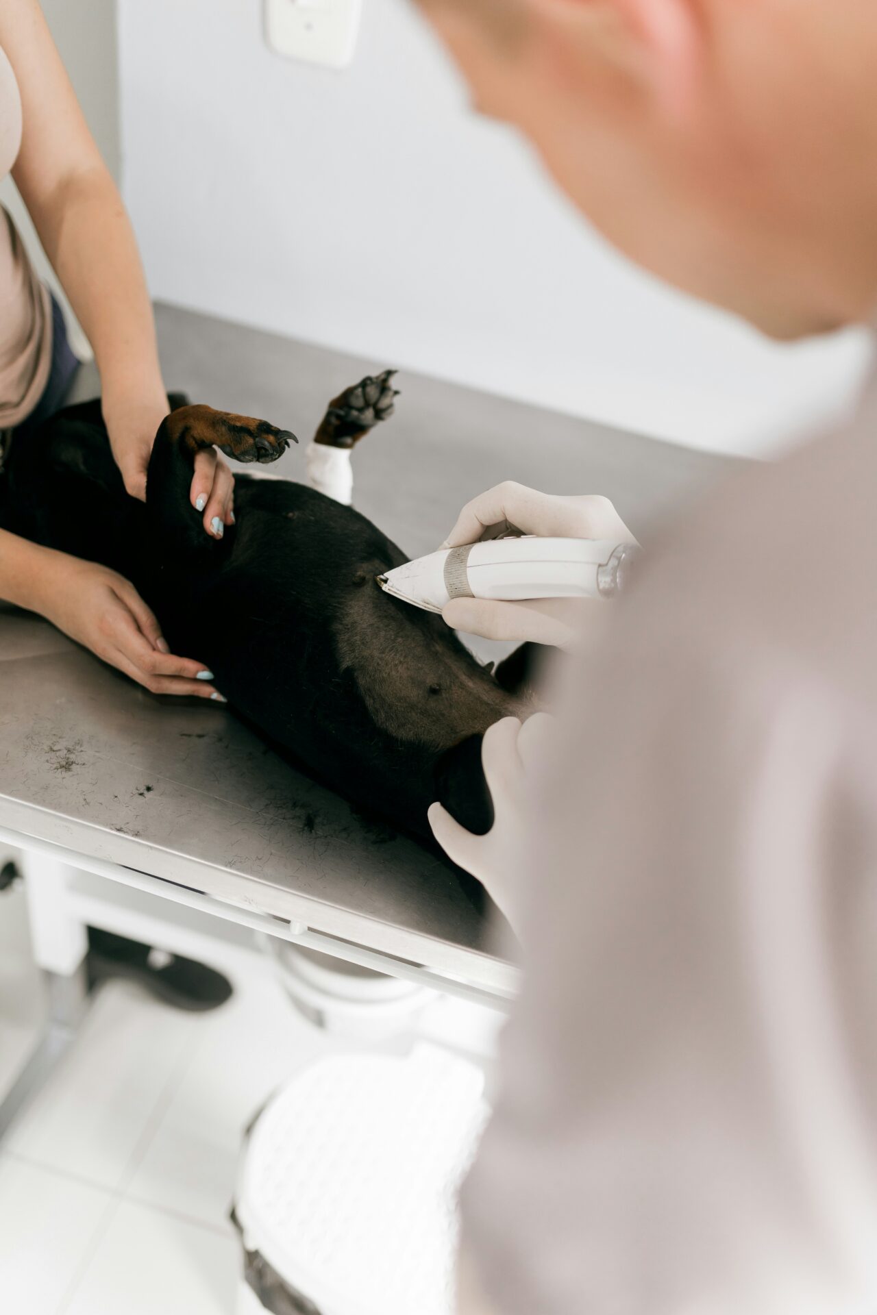 Sterilizare câine: mitul „trebuie să facă pui” versus ce spune medicina