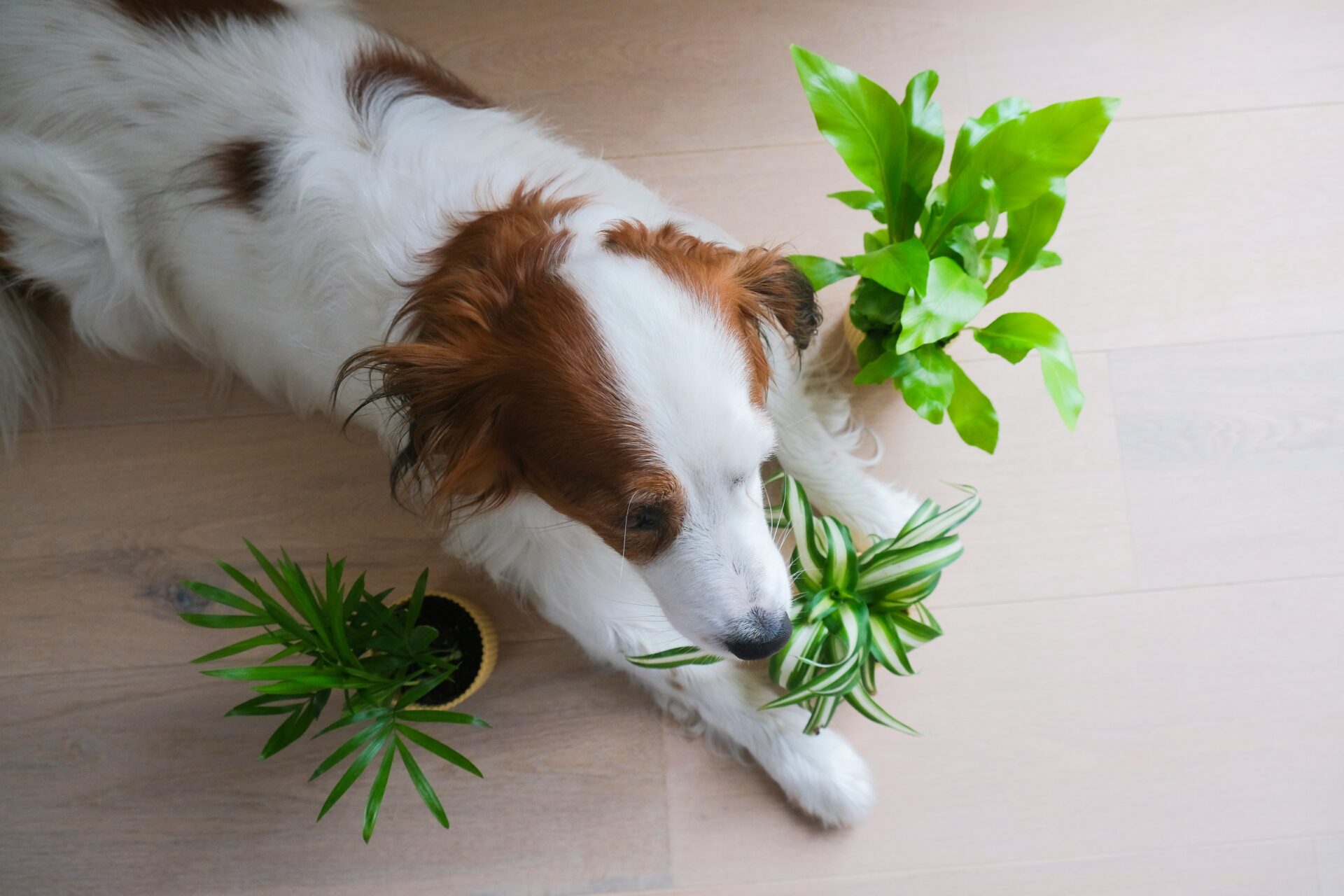 Cele mai comune plante toxice pentru câini