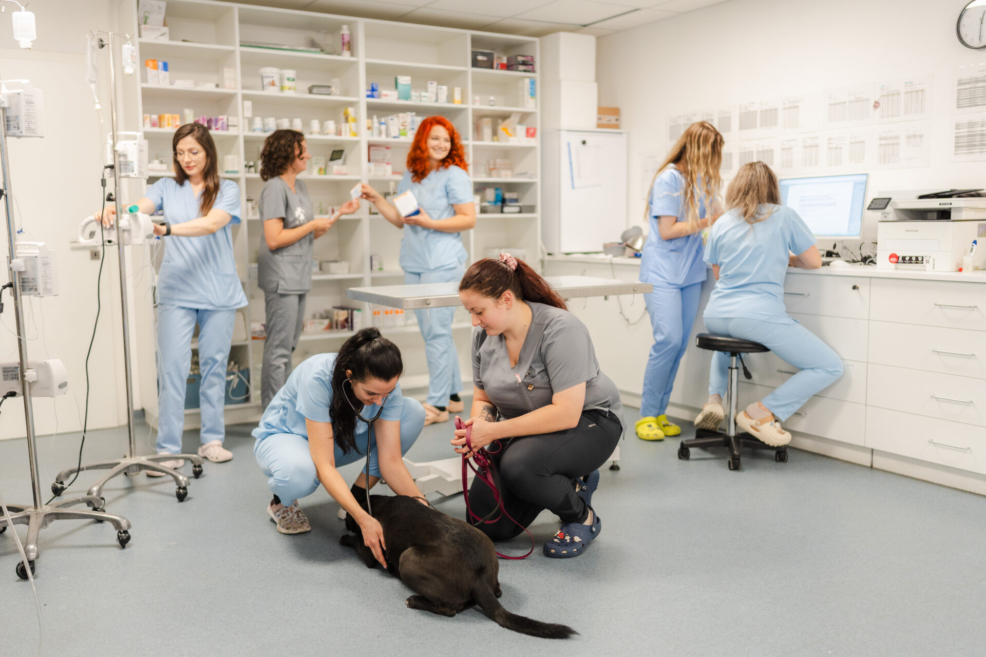 spitalul veterinar transilvania